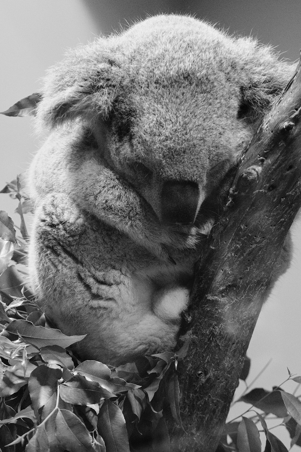 Black and white portrait photo of a koala sleeping in a tree at the San Francisco Zoo.