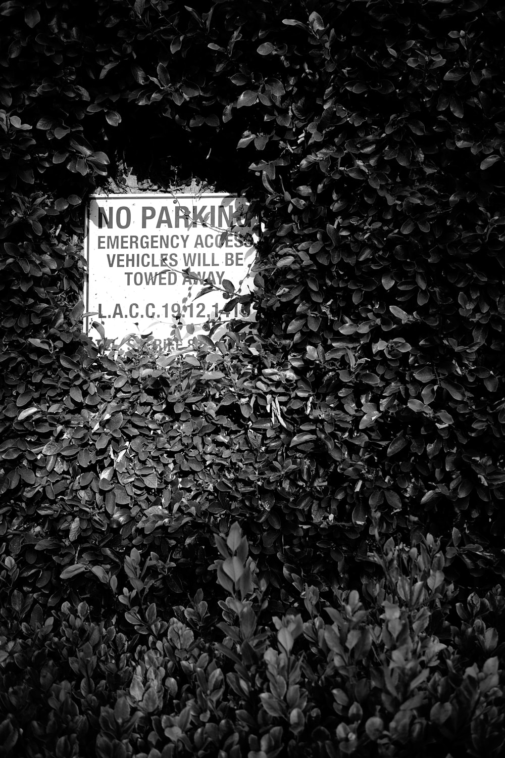 Black and white portrait photo of a wall of ivy almost covering a No Parking sign.