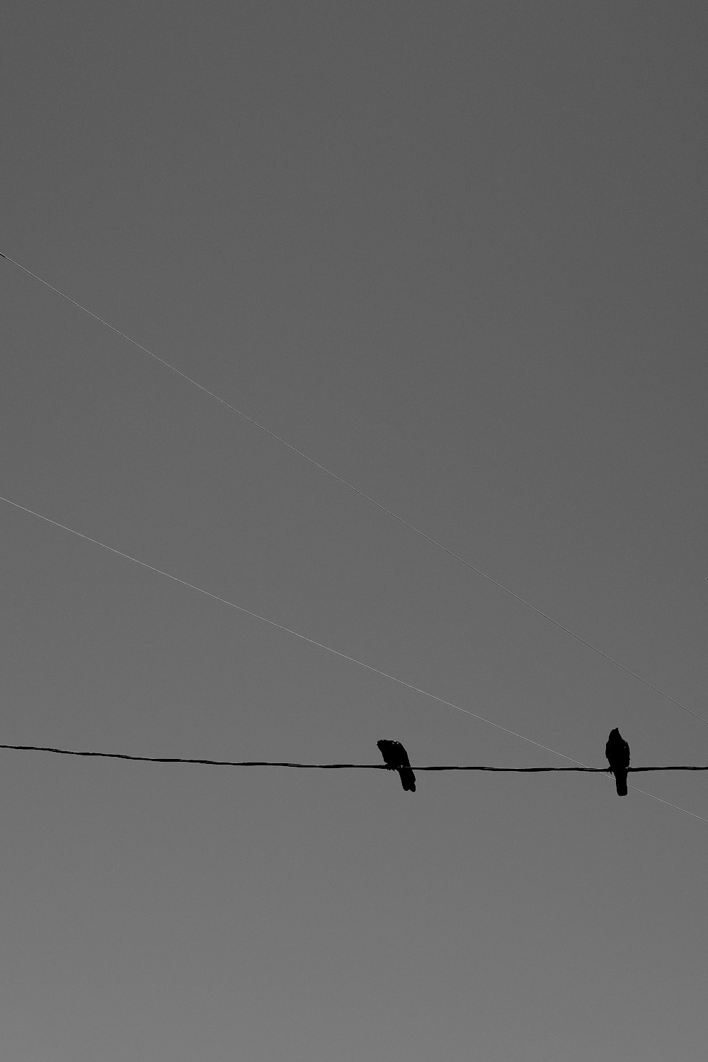 Black and white portrait photo of two crows sitting on a telephone line.