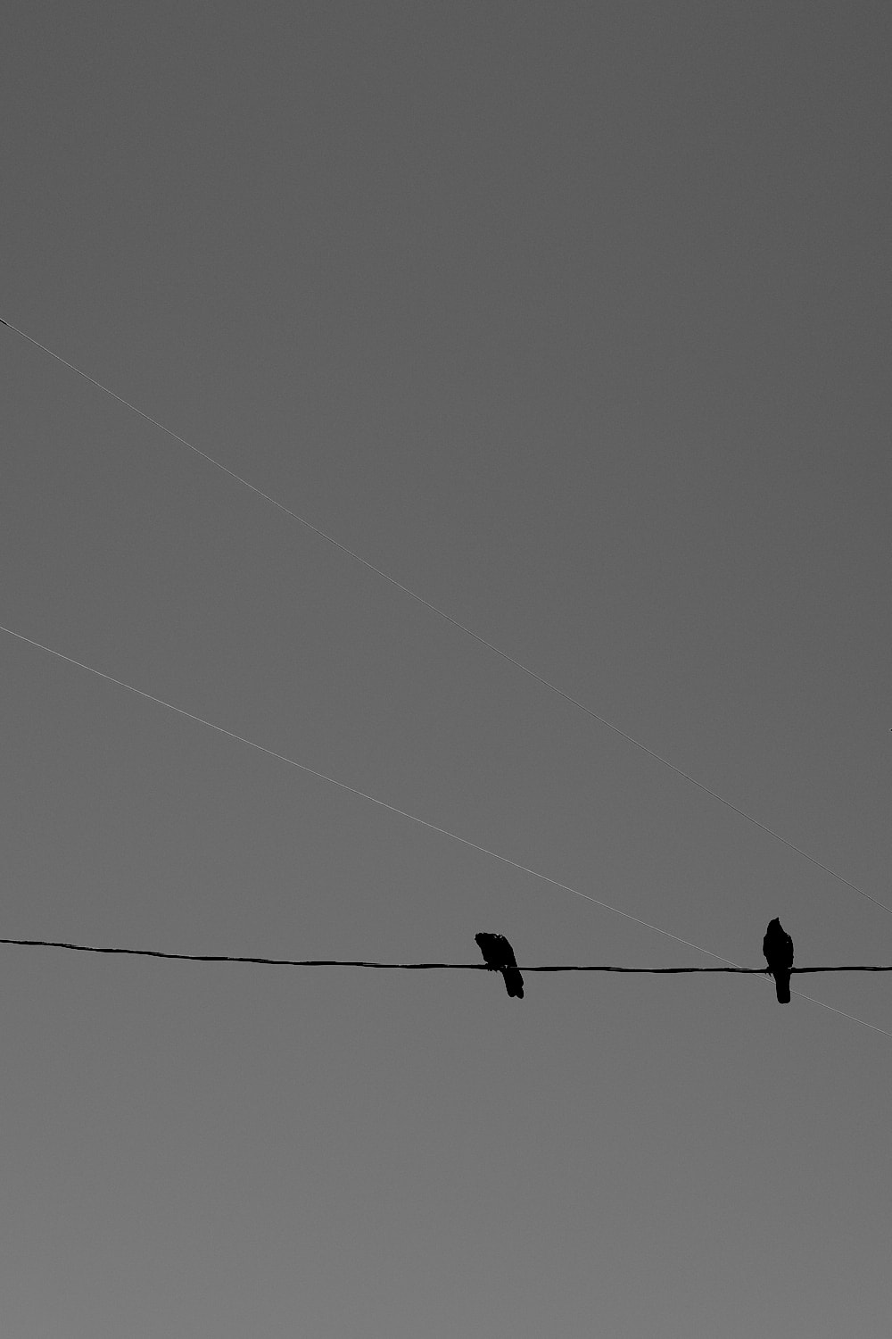 Black and white portrait photo of two crows sitting on a telephone line.