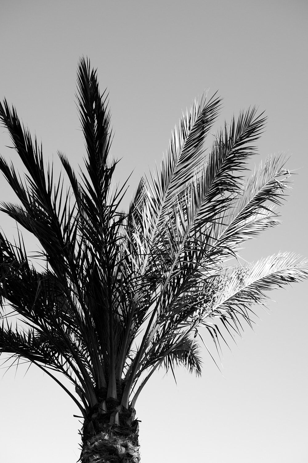 Black and white portrait photo of the top of a palm tree.